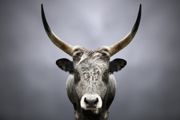 Portrait of a wild forest bull on a gray background - obrazy, fototapety, plakaty