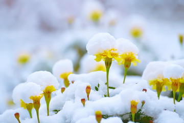 Many yellow flowers covered with fluffy snow.
