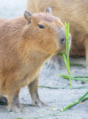 Cute Capybara (biggest mouse) eating and sleepy rest in the zoo, Tainan, Taiwan, close up shot