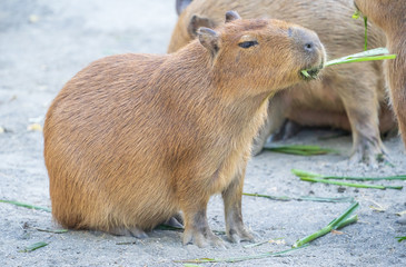 Cute Capybara (biggest mouse) eating and sleepy rest in the zoo, Tainan, Taiwan, close up shot