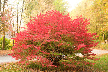Korkflügelstrauch, Euonymus alatus