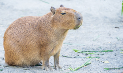 Cute Capybara (biggest mouse) eating and sleepy rest in the zoo, Tainan, Taiwan, close up shot