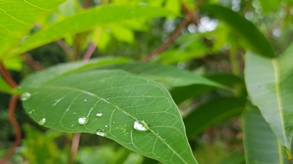 green leaf with water drops