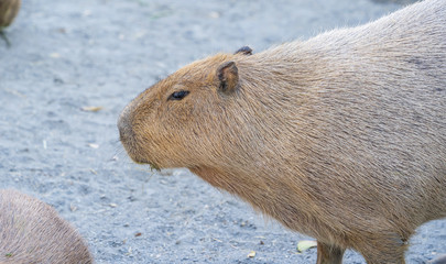Cute Capybara (biggest mouse) eating and sleepy rest in the zoo, Tainan, Taiwan, close up shot