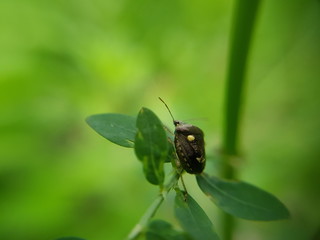 Bug on flower