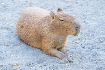 Cute Capybara (biggest mouse) eating and sleepy rest in the zoo, Tainan, Taiwan, close up shot