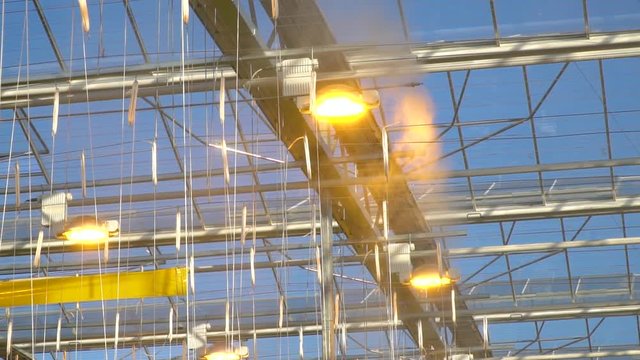 Phyto lamps and spraying system on the ceiling of the greenhouse