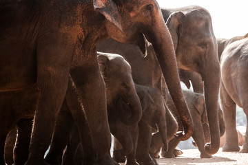 Sri Lankan Asian Elephant family - 233540711