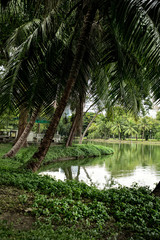 Landscape of lakeside view with palm trees in Lumphini Park in Bangkok, Thailand