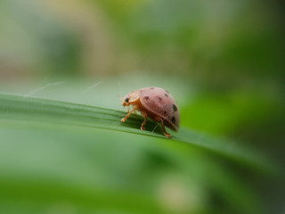 beetle on green leaf