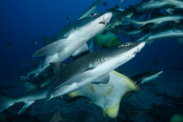 Banded Hound Shark Feeding Frenzy Underwater in Chiba, Japan
