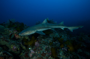 Banded Hound Shark Feeding Frenzy Underwater in Chiba, Japan