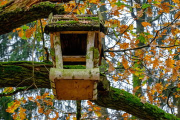 homemade wooden bird feeder in the autumn forest