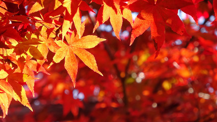 モミジ・秋の蛇の鼻遊楽園（福島県・本宮市）