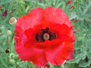 red poppy flower