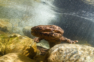 Japanese Giant Salamander in Mountain River of Gifu, Japan