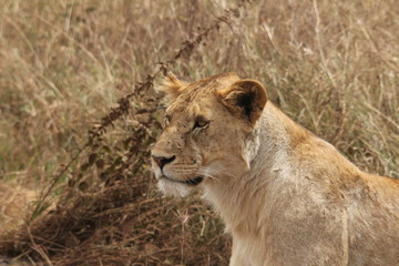 Fototapeta na wymiar Lioness in Tanzania
