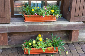 flowers in pots on the background of a wooden house.