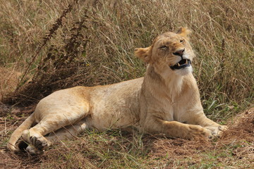 Lioness in Tanzania