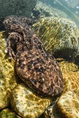JapanesJapanese Giant Salamander in Mountain River of Gifu, Japane Giant Salamander in Mountain River of Gifu, Japan