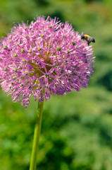 Decorative onion flowers in pink color, allium