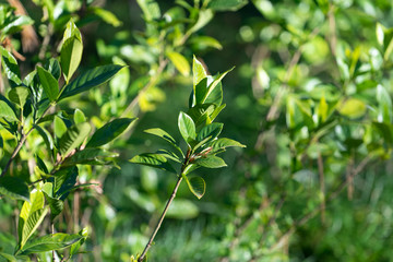 natural background of green leaves and branches