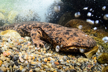 Japanese Giant Salamander in Mountain River of Gifu, Japan