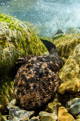 Obraz premium Japanese Giant Salamander in Mountain River of Gifu, Japan