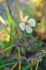 Tiny white Poppy flower in the grass