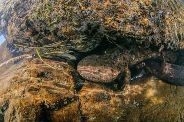 Japanese Giant Salamander in Mountain River of Gifu, Japan