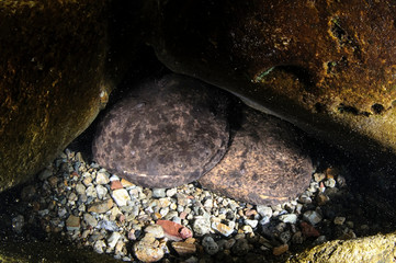 Japanese Giant Salamander in Mountain River of Gifu, Japan