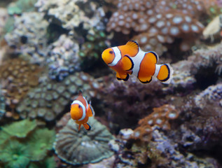Naklejka na ściany i meble Clown fish. This is the brightest representative of the deep sea, which can live not only in nature but also in the aquarium.
