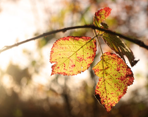 red autumn leaves