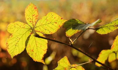 yellow autumn leaves
