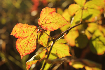 autumn leaves on a background