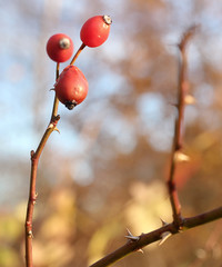 rosehips on bush