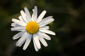 marguerite in the meadow