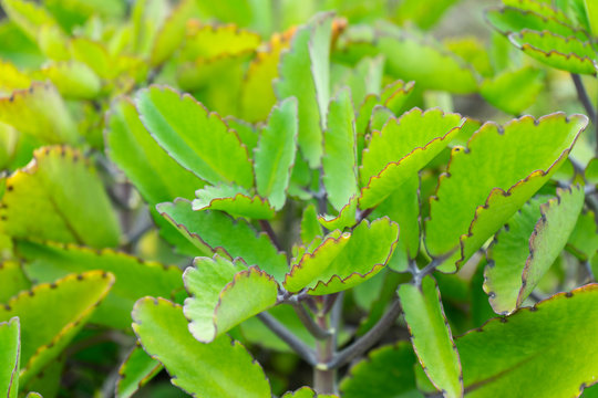Miracle leaf (Bryophyllum pinnatum). The plant is a succulent plant.