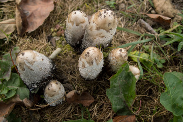 Mushrooms in the park