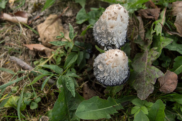 Mushrooms in the park