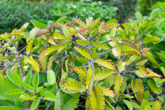 Miracle leaf (Bryophyllum pinnatum). The plant is a succulent plant.