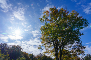 秋晴れの中の紅葉