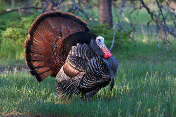 Eastern Wild Tom Turkey (Meleagris gallopavo) strutting with tail feathers in fan through a grassy...