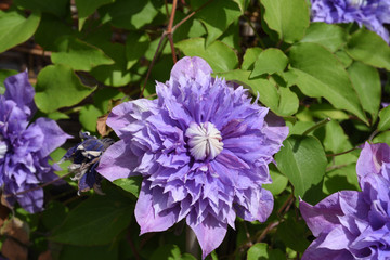 Multi Blue, Clematis-Hybride, Clematis