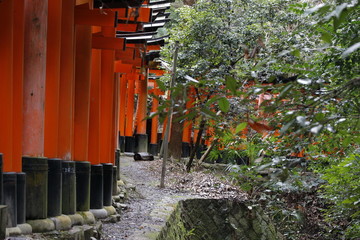 Famous torii gates on the path to Fushimi Inari Taisha shrine in Kyoto, Japan.