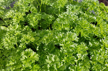 Petersilie, Petroselinum, Crispum, Krause