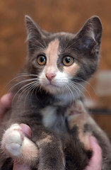 three-colored kitten in hands