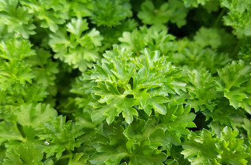 Petersilie, Petroselinum, Crispum, Krause