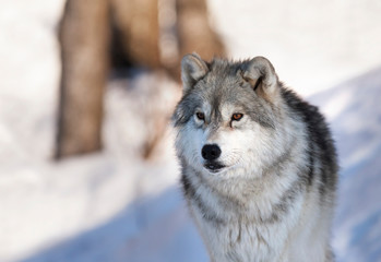 Naklejka premium Portret samotnego wilka drewna lub wilka szarego (Canis lupus) spacerującego w zimie w Kanadzie