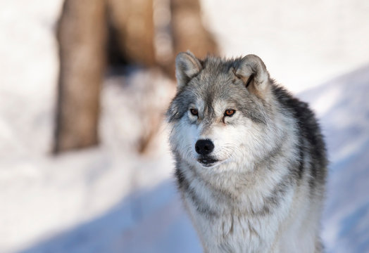 A lone Timber Wolf or Grey Wolf (Canis lupus) portrait walking in the winter snow in Canada